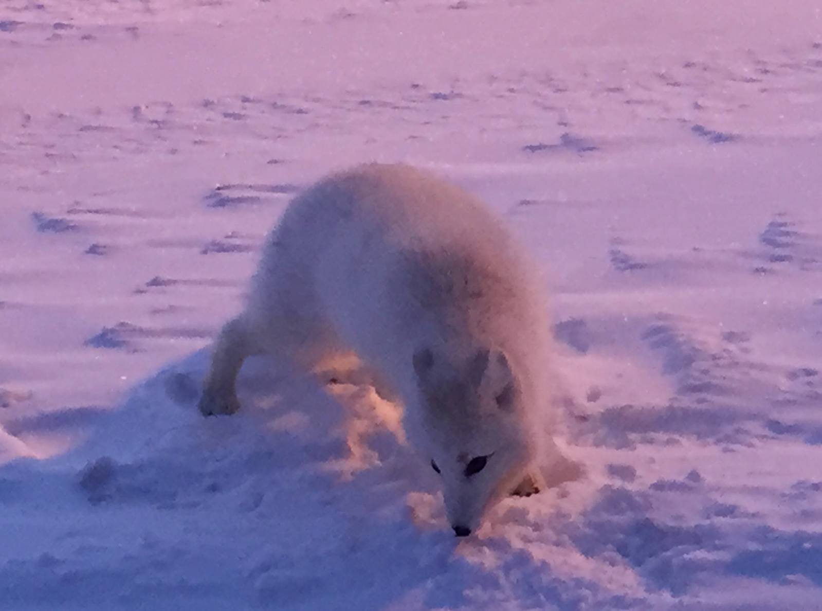 Arctic Fox - Alaska