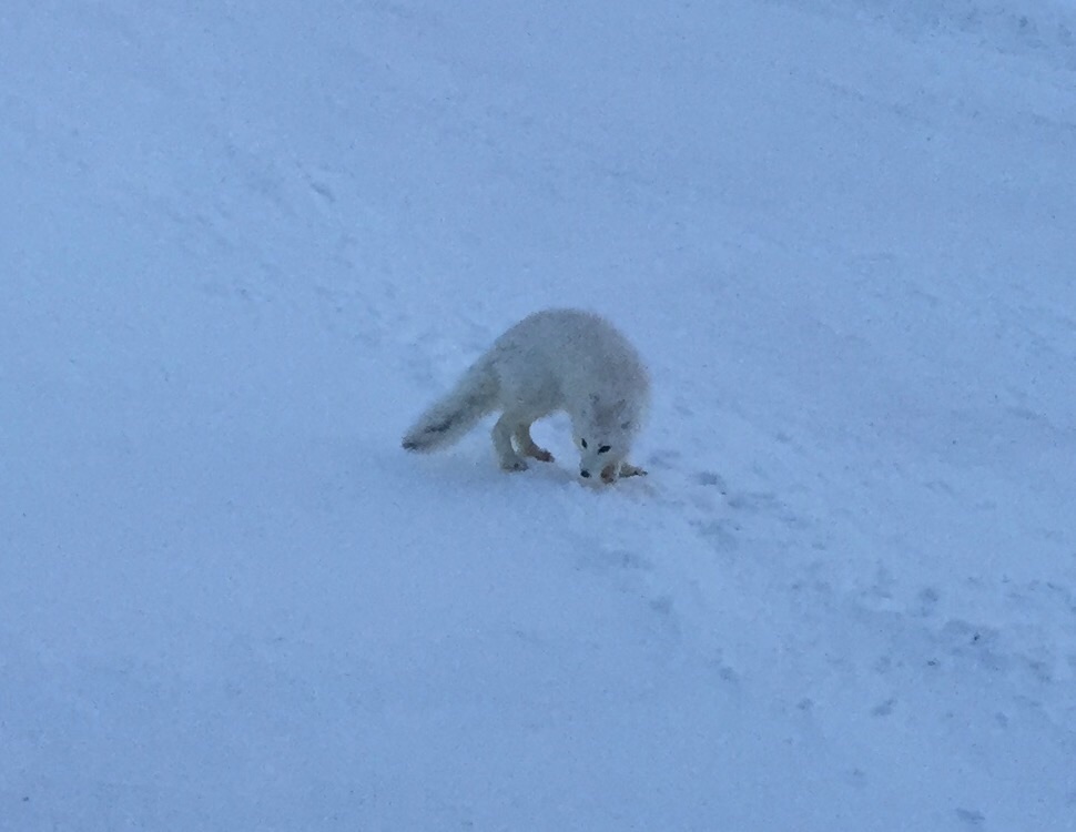 Arctic Fox - Alaska