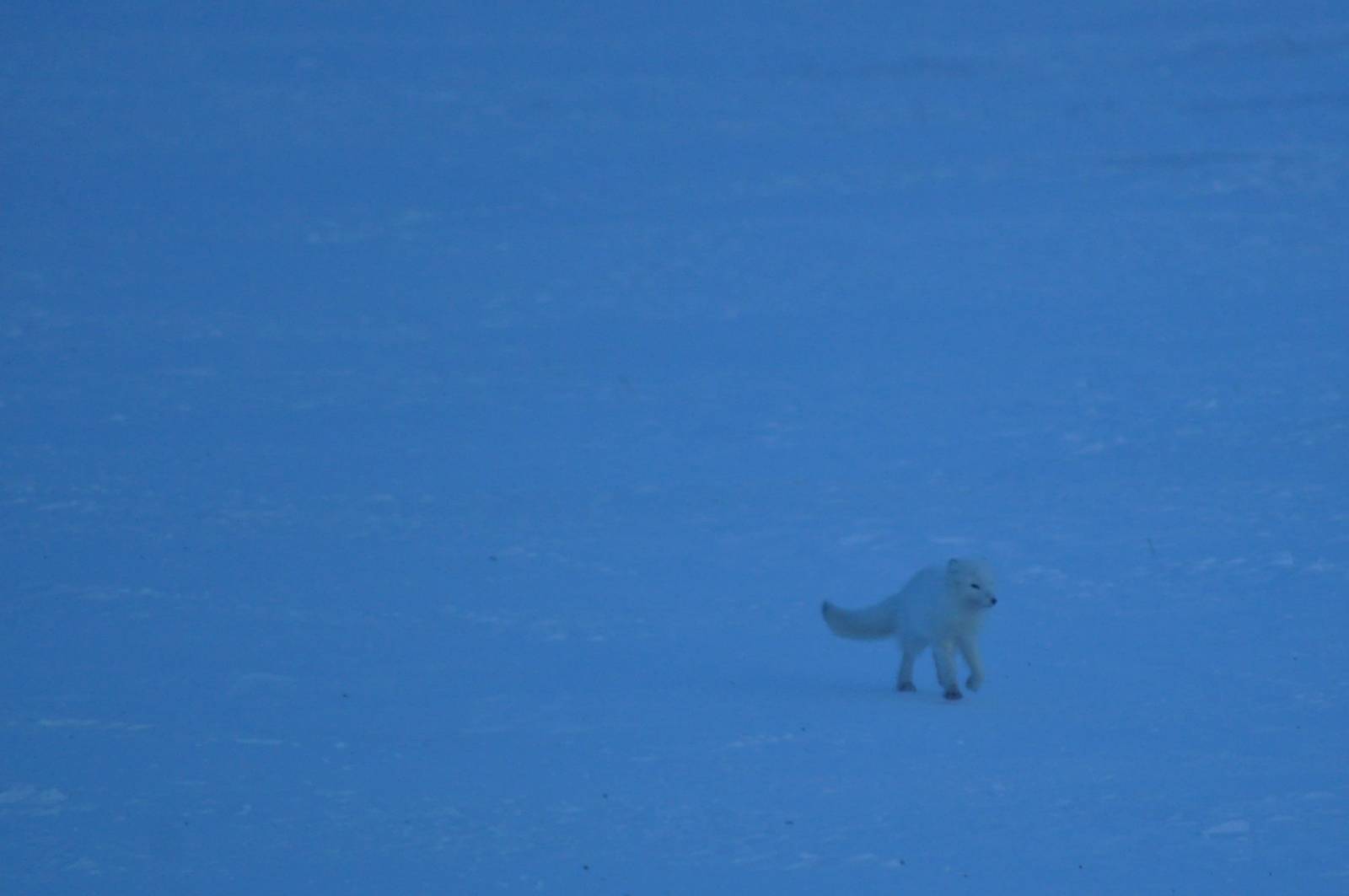 Arctic Fox - Alaska