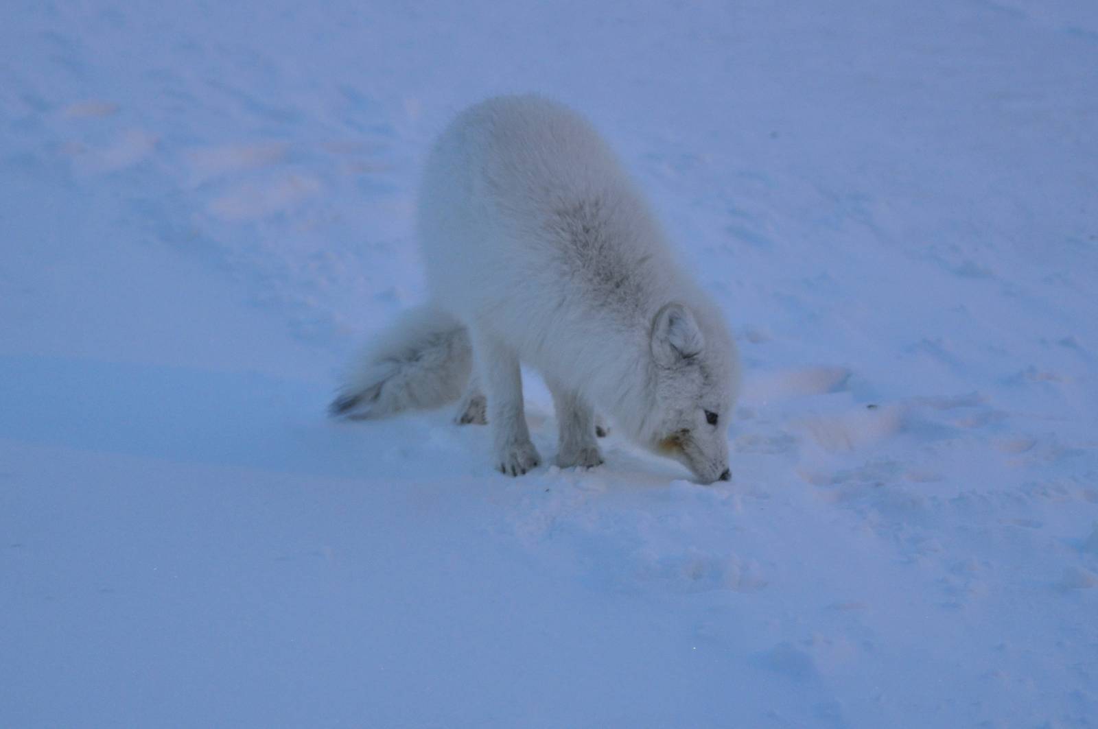 Arctic Fox - Alaska