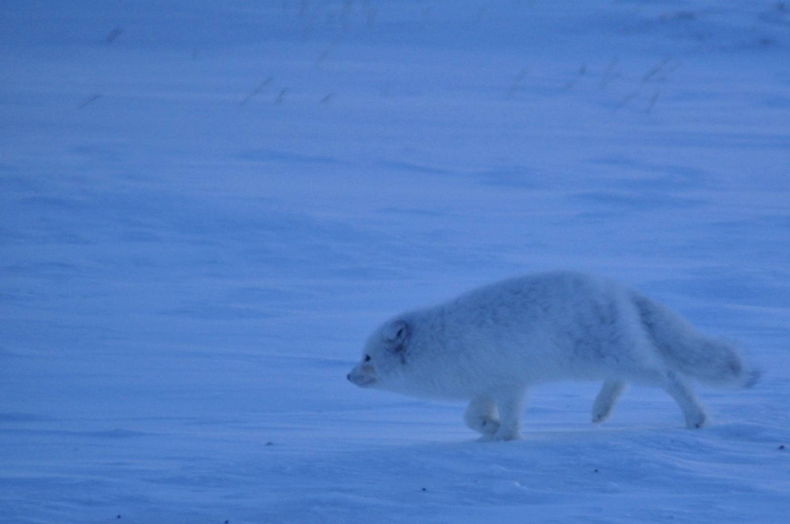 Arctic Fox - Alaska