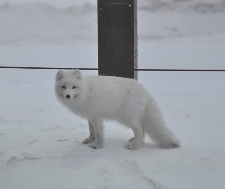 Arctic Fox - Alaska