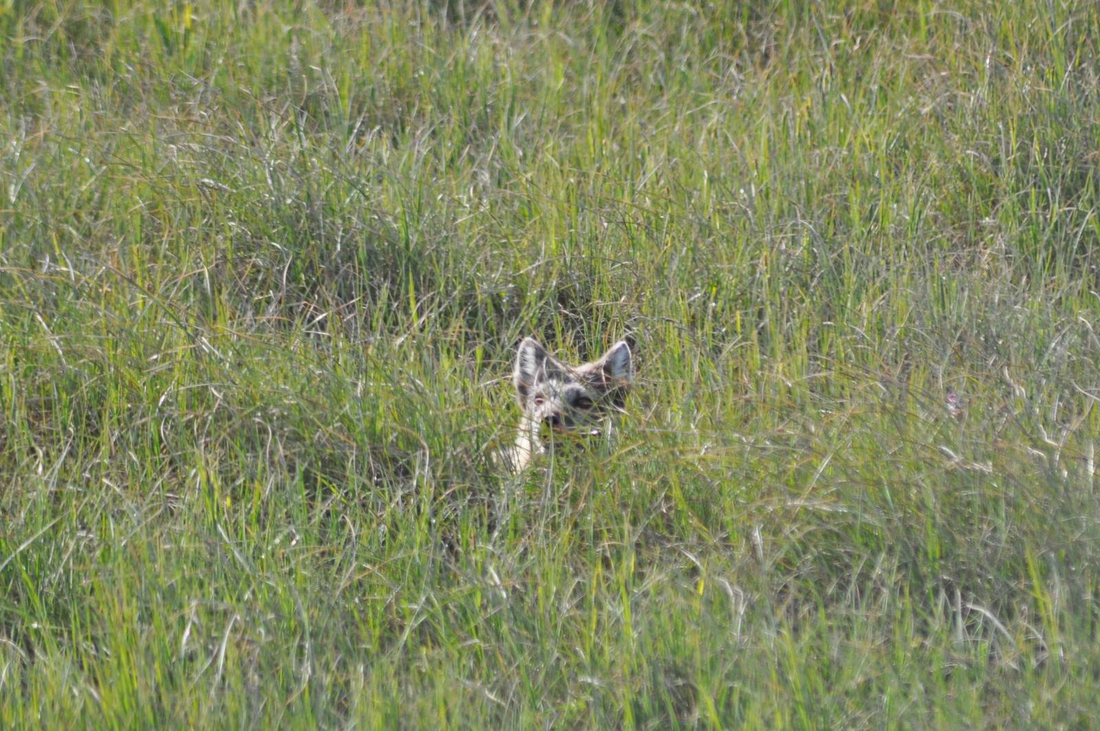 Arctic Fox - Alaska