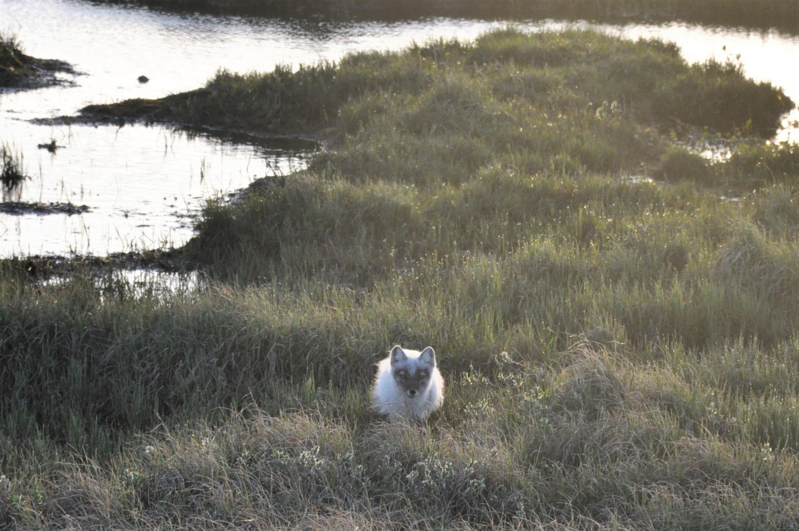 Arctic Fox - Alaska