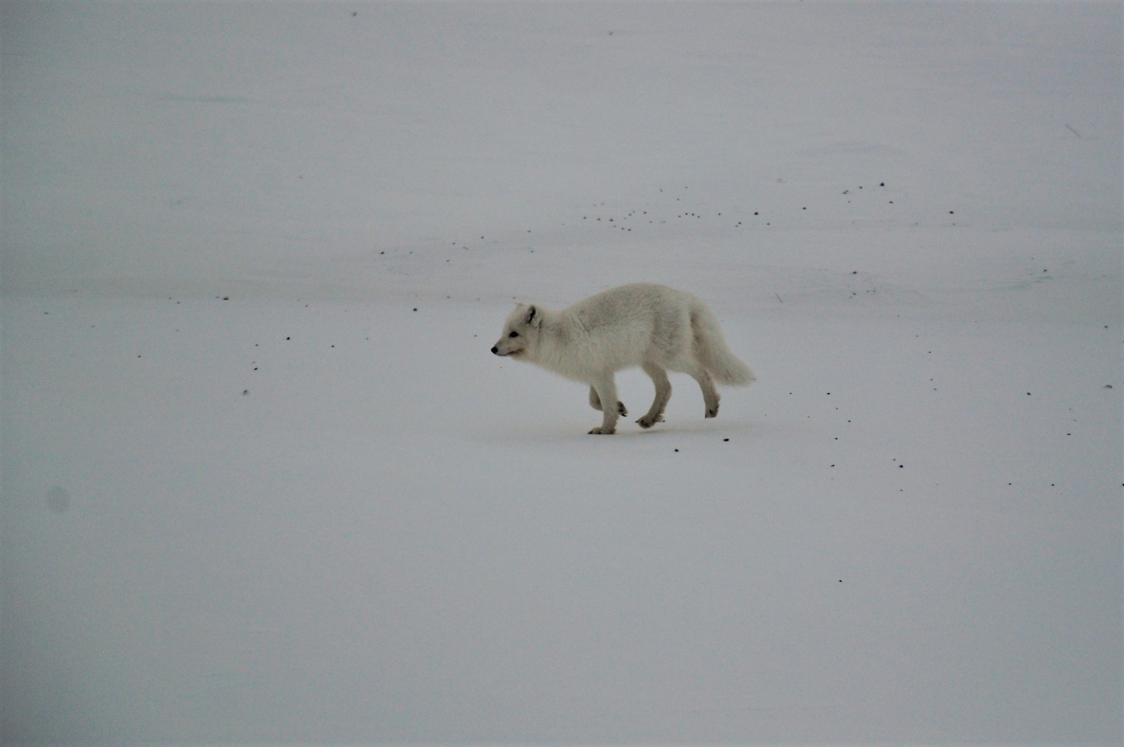 Arctic Fox - Alaska
