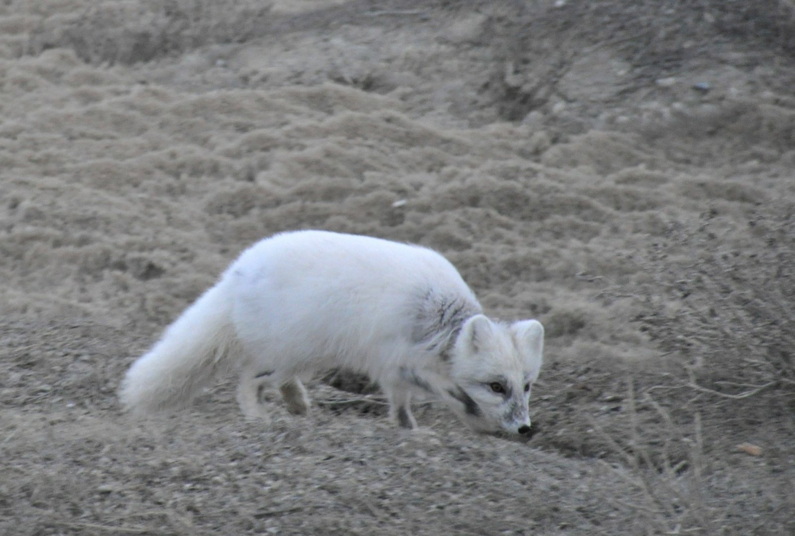 Arctic Fox - Alaska