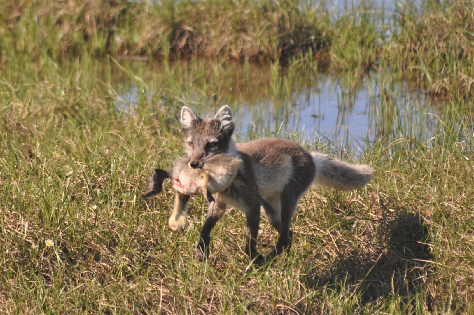 Arctic Fox - Alaska