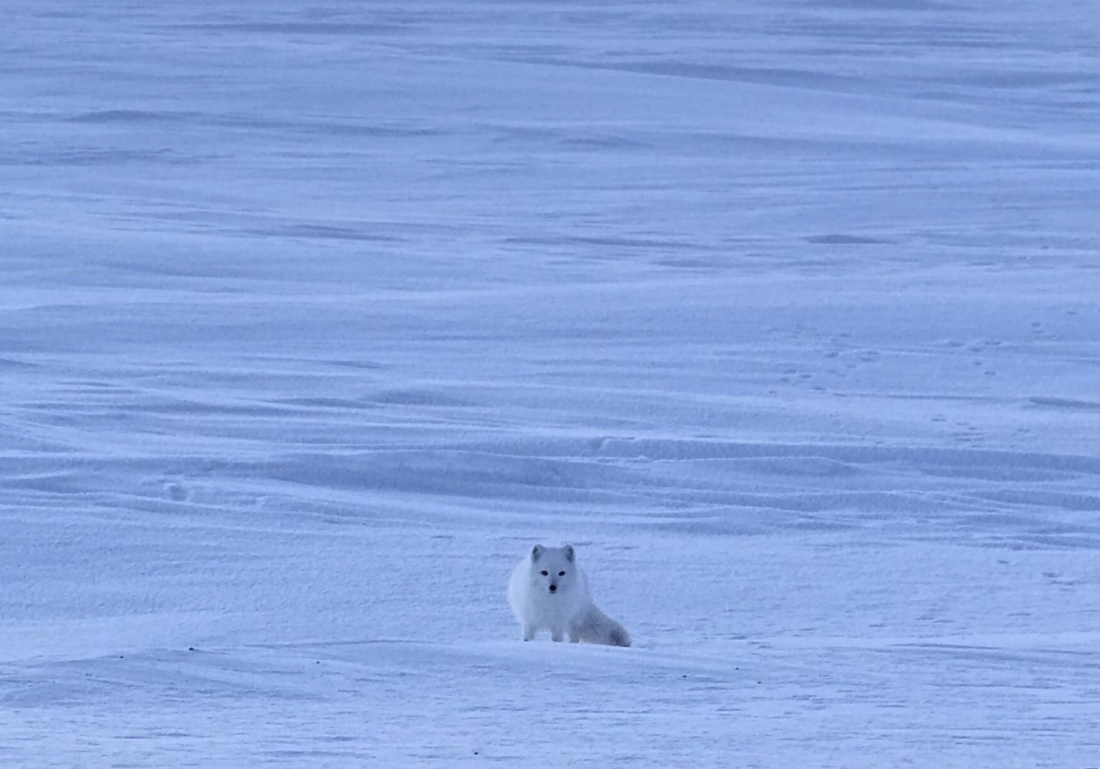 Arctic Fox - Alaska