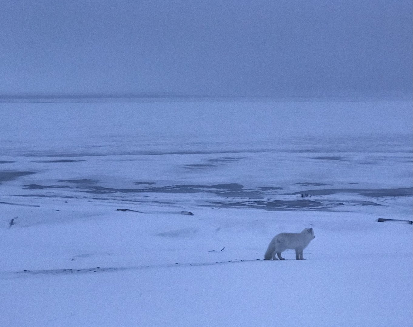 Arctic Fox - Alaska