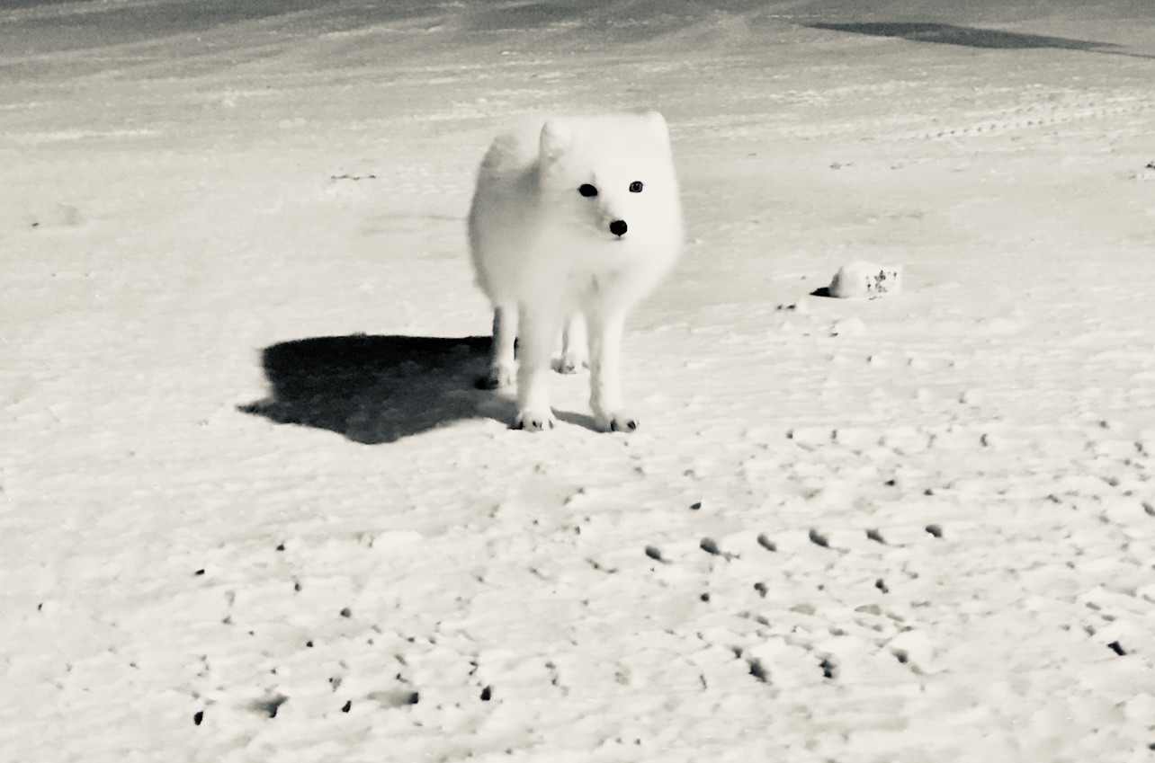 Arctic Fox - Alaska