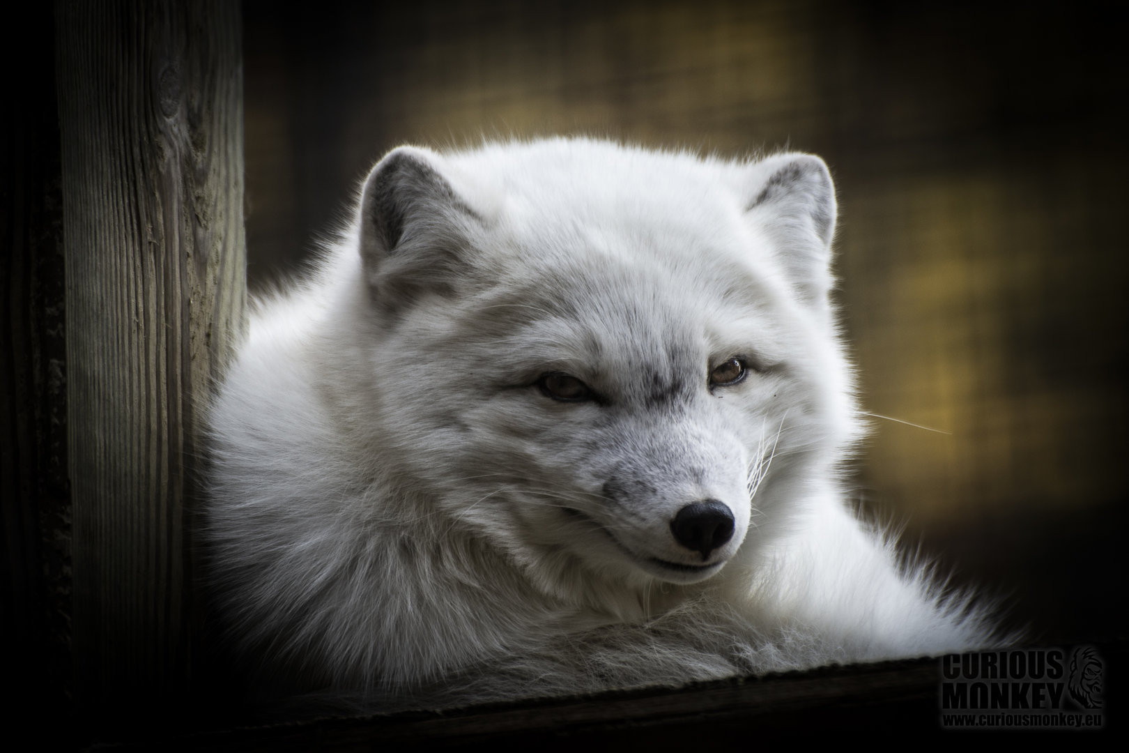 Arctic Fox	(alopex lagopus) 11/19