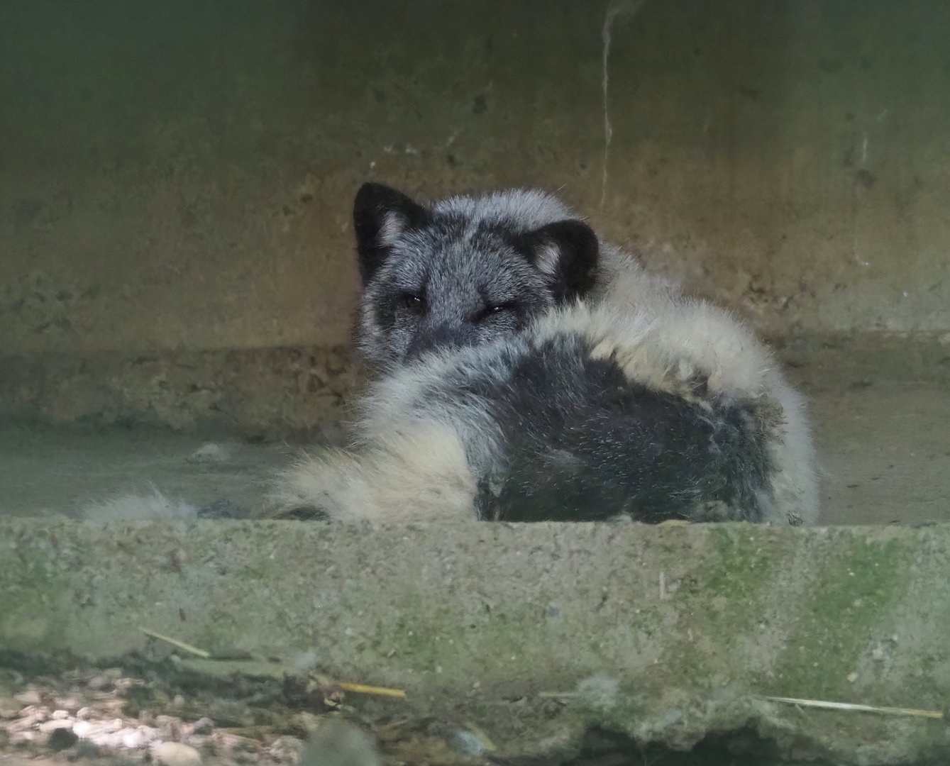 Arctic fox (Alopex lagopus), 2023-06-24