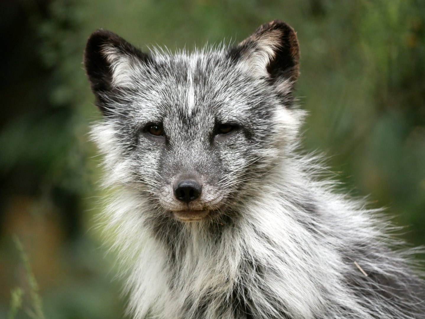 Arctic fox (Alopex lagopus) - Legendia Parc