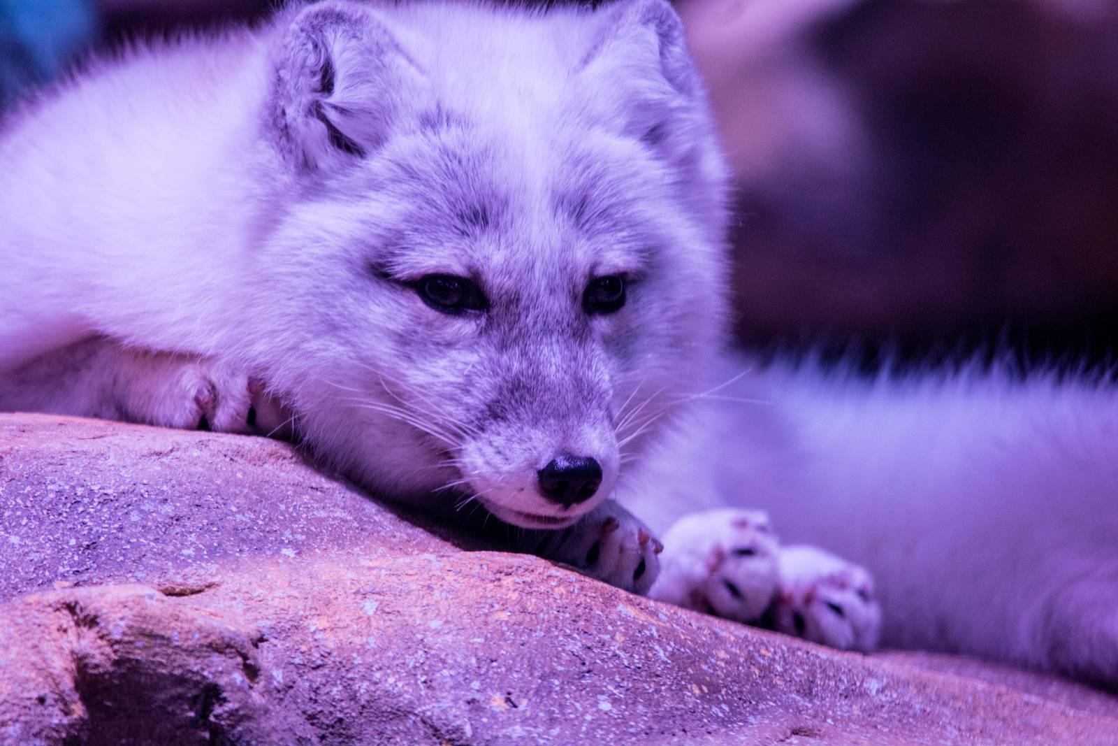 Arctic Fox - Alopex lagopus