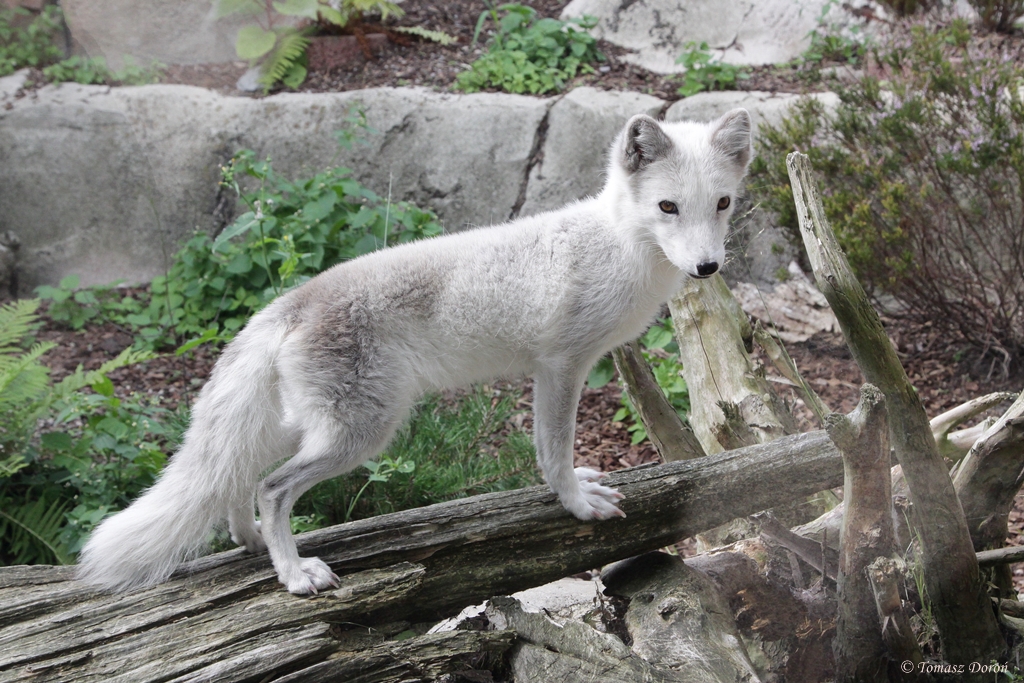 Arctic Fox (Alopex lagopus)
