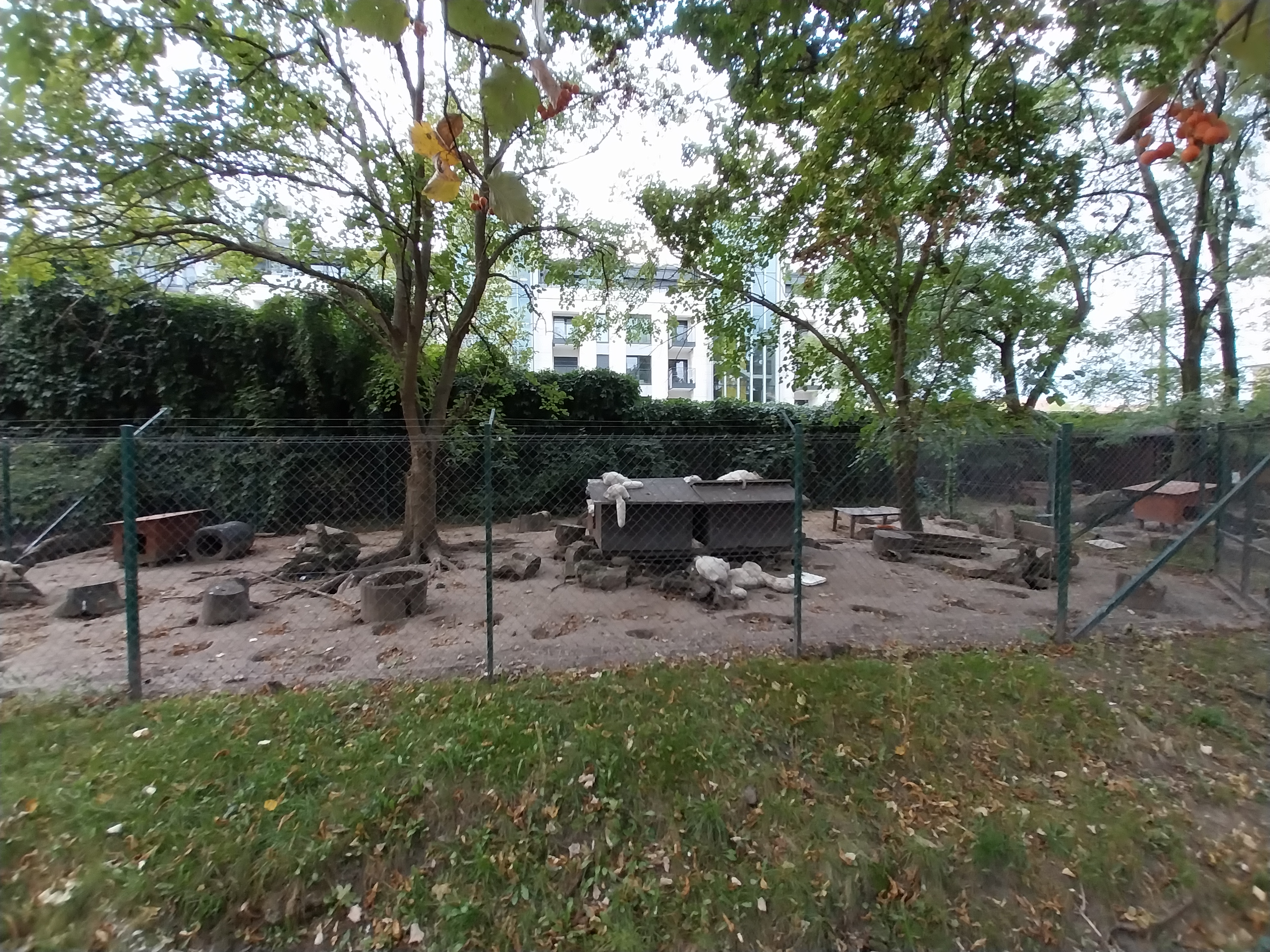 Arctic Fox (Alopex lagopus)