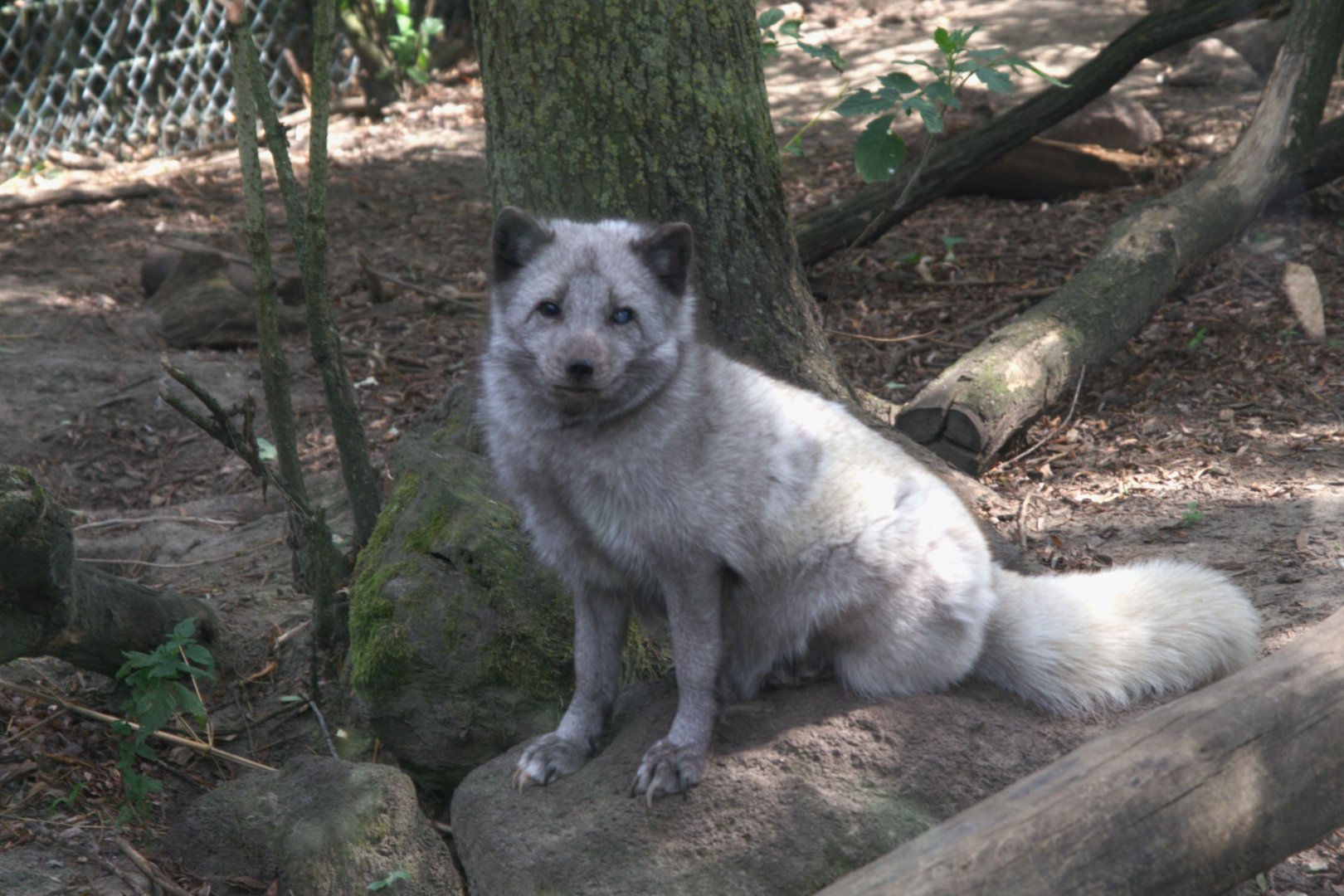 Arctic Fox (Alopex lagopus)