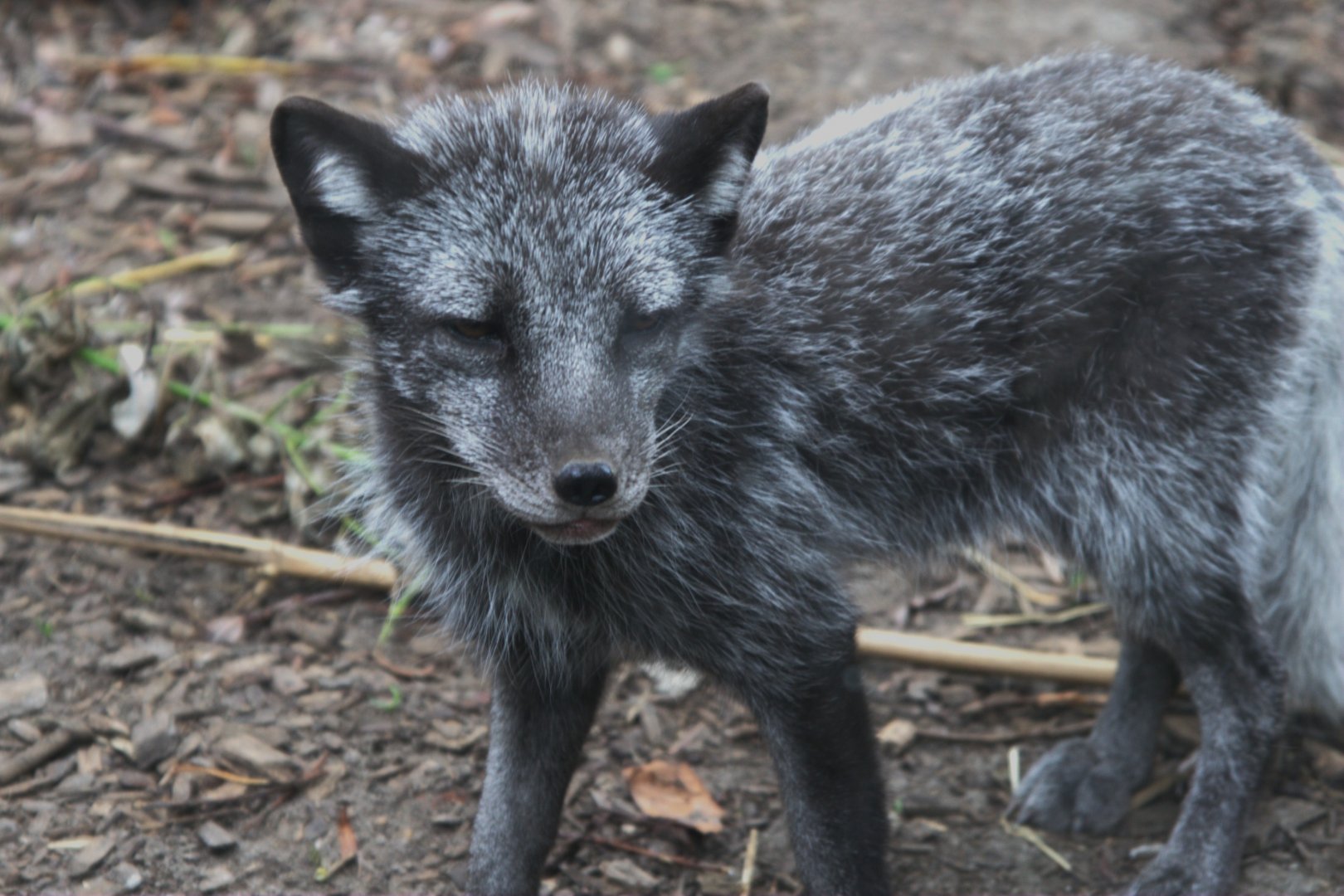 Arctic Fox (Alopex lagopus)