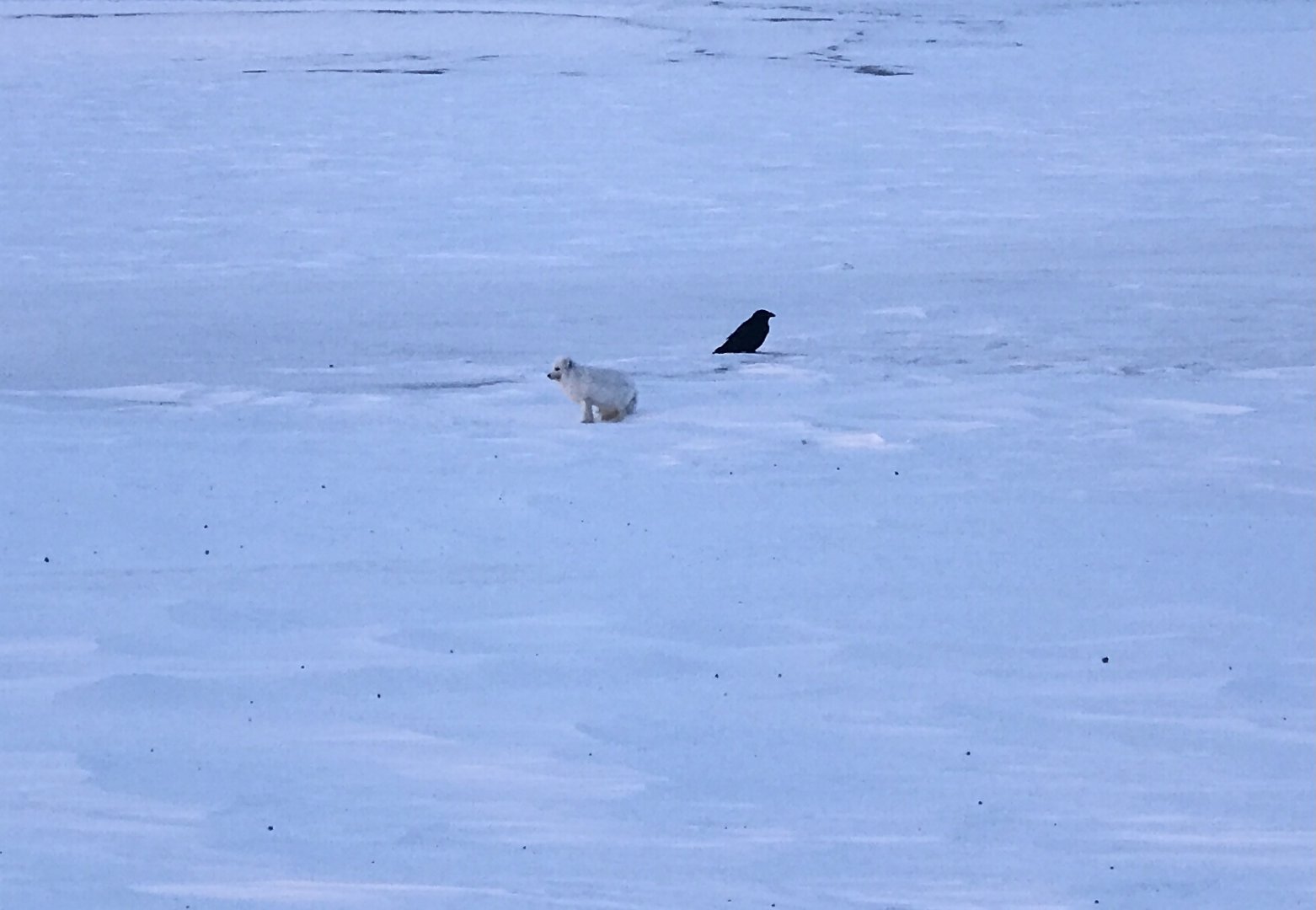 Arctic Fox and Common Raven - Alaska