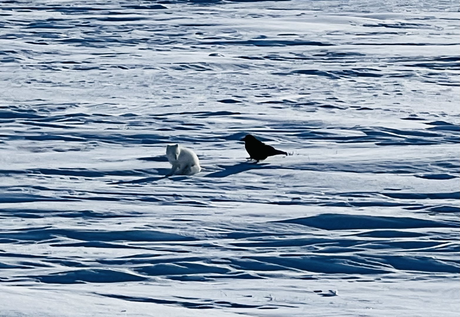 Arctic Fox and Common Raven - Alaska