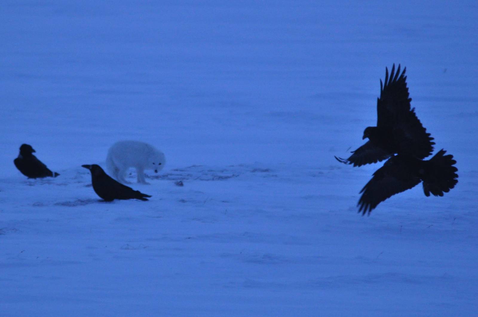 Arctic Fox and Common Ravens - Alaska