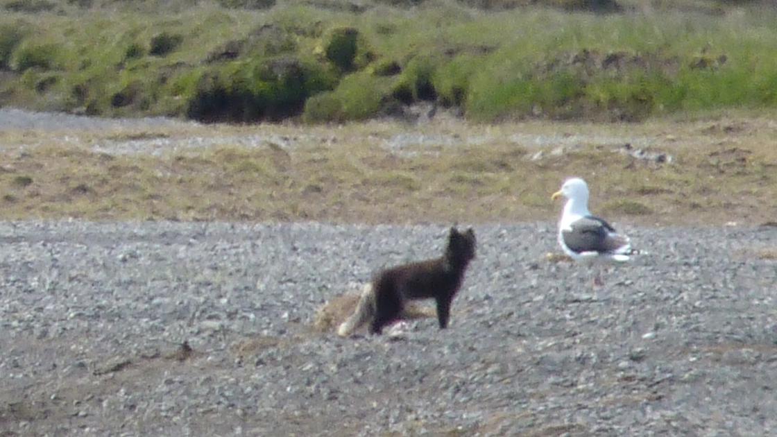 Arctic Fox  and Great Blackbacked Gull
