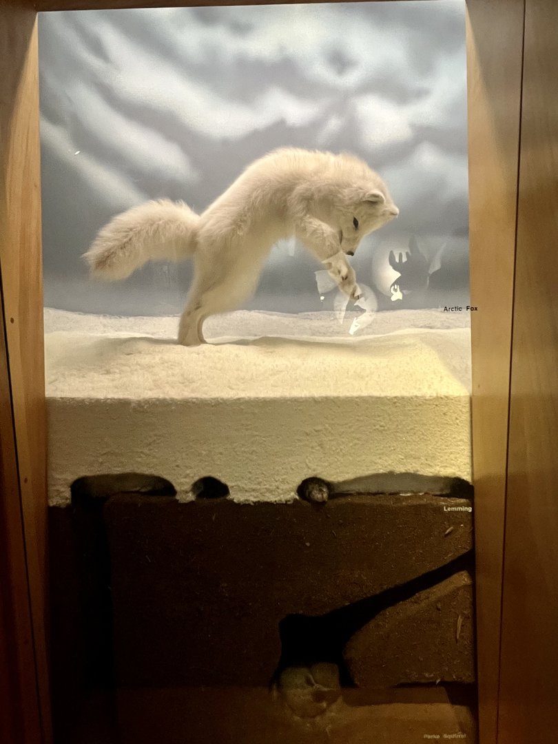 Arctic Fox and Lemming Diorama