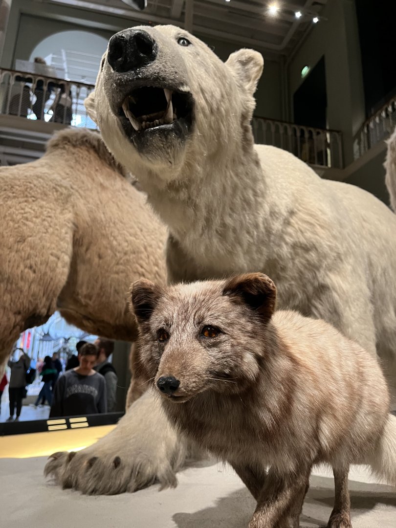 Arctic fox and polar bear 29.7.23