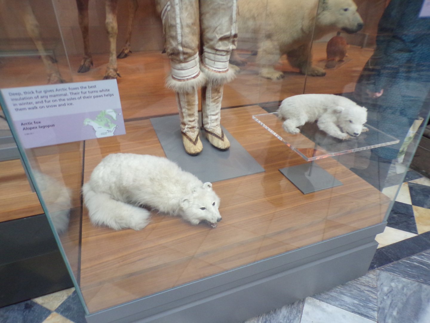 Arctic fox and polar bear cub (taken in Kelvingrove museum) 12.2.24