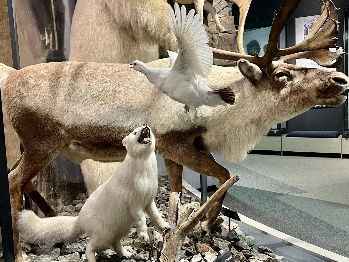 Arctic Fox and Ptarmigan