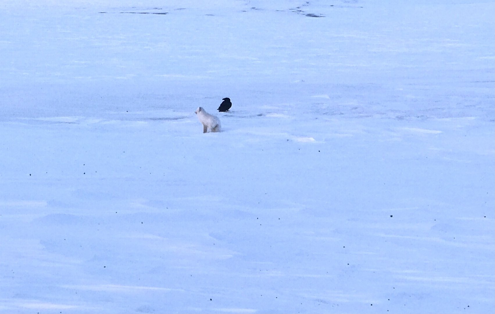 Arctic Fox and Raven - Alaska