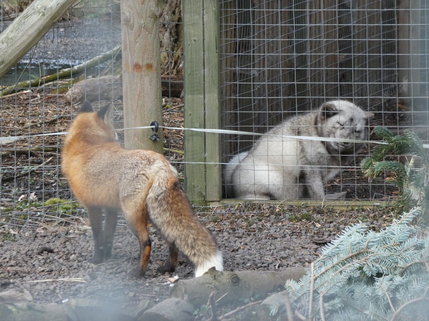 Arctic Fox and Red Fox