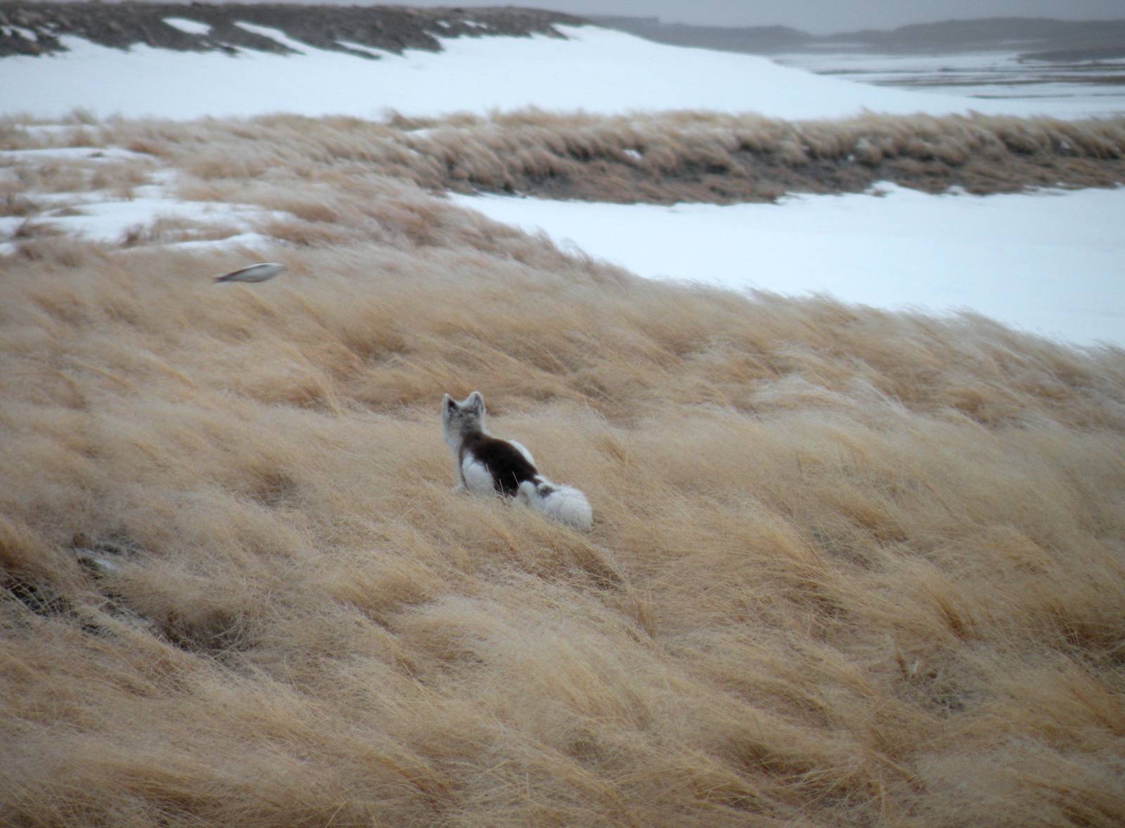Arctic Fox and Snow Bunting