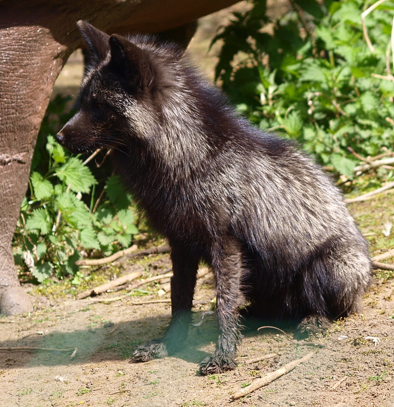 Arctic fox (April 19th, 2015)
