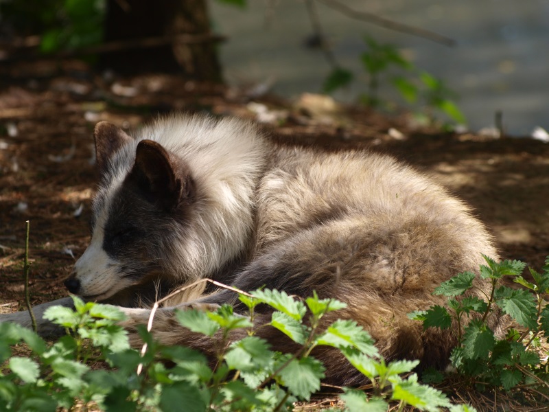 Arctic fox (April 19th, 2015)