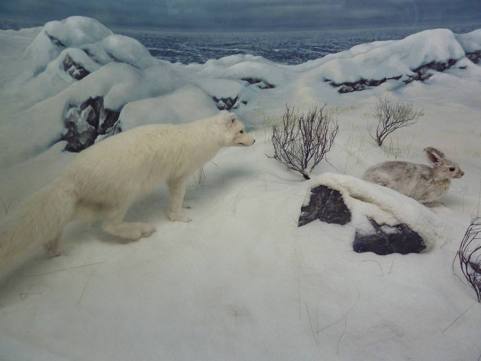 Arctic Fox + Arctic Hare