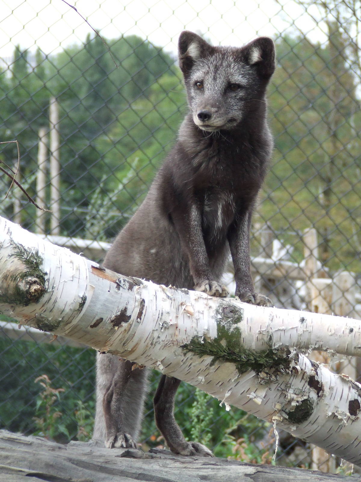 Arctic Fox, Arctica
