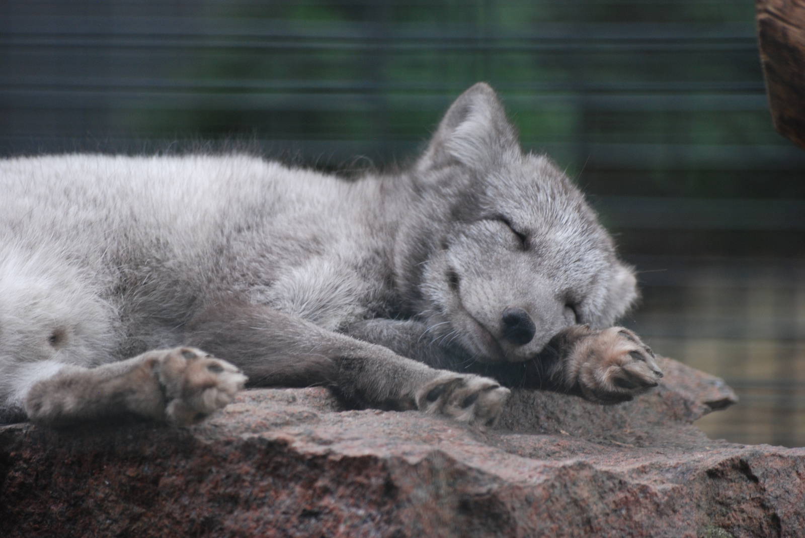 Arctic Fox at Berlin Zoo, 31/08/11