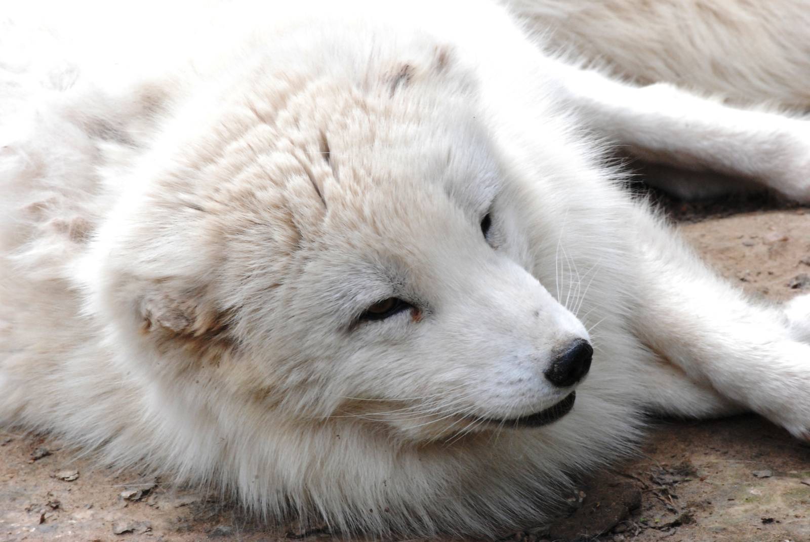 Arctic Fox at Dierenrijk, 31/05/12