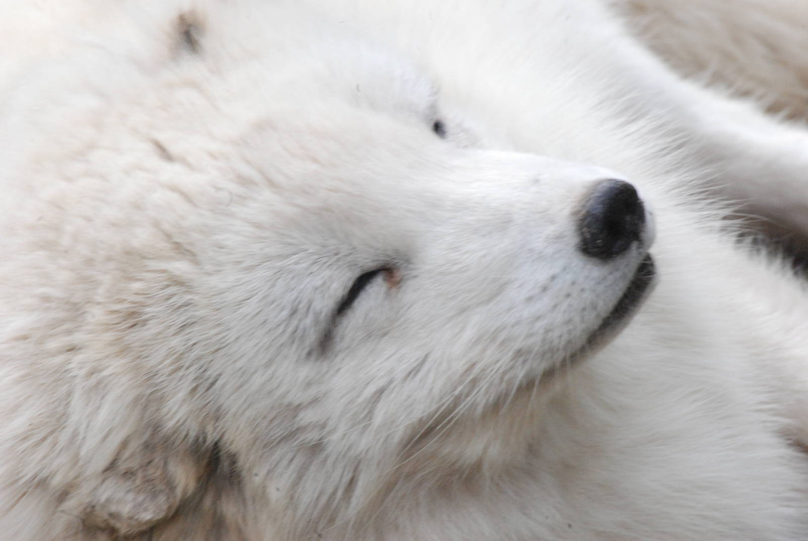 Arctic Fox at Dierenrijk, 31/05/12