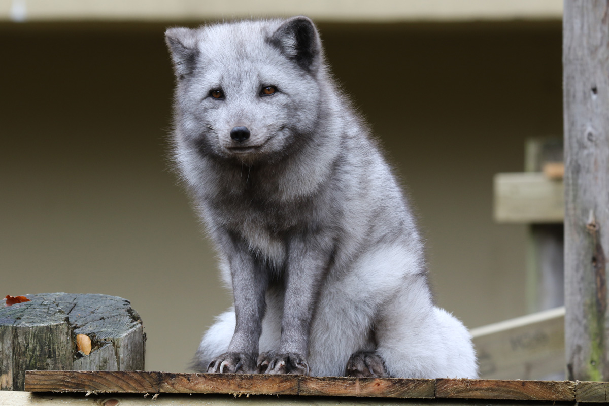 Arctic Fox at Dudley 28th Oct 2020