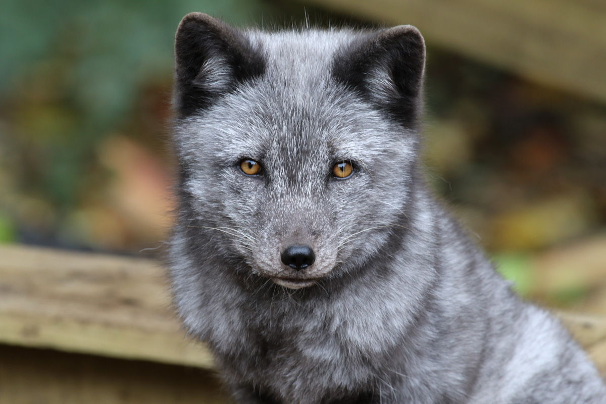 Arctic Fox at Dudley 28th Oct 2020