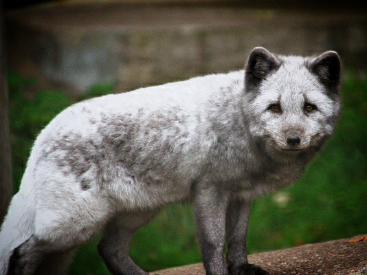Arctic Fox at Dudley Zoo & Castle