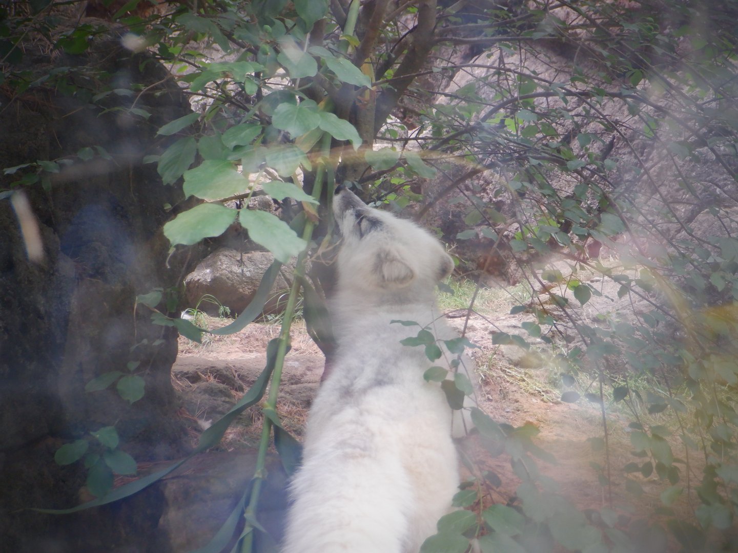 Arctic Fox at the North Carolina Zoo