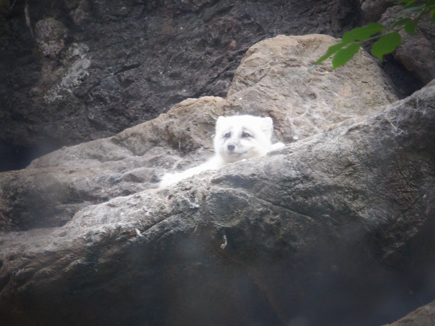 Arctic Fox at the North Carolina Zoo