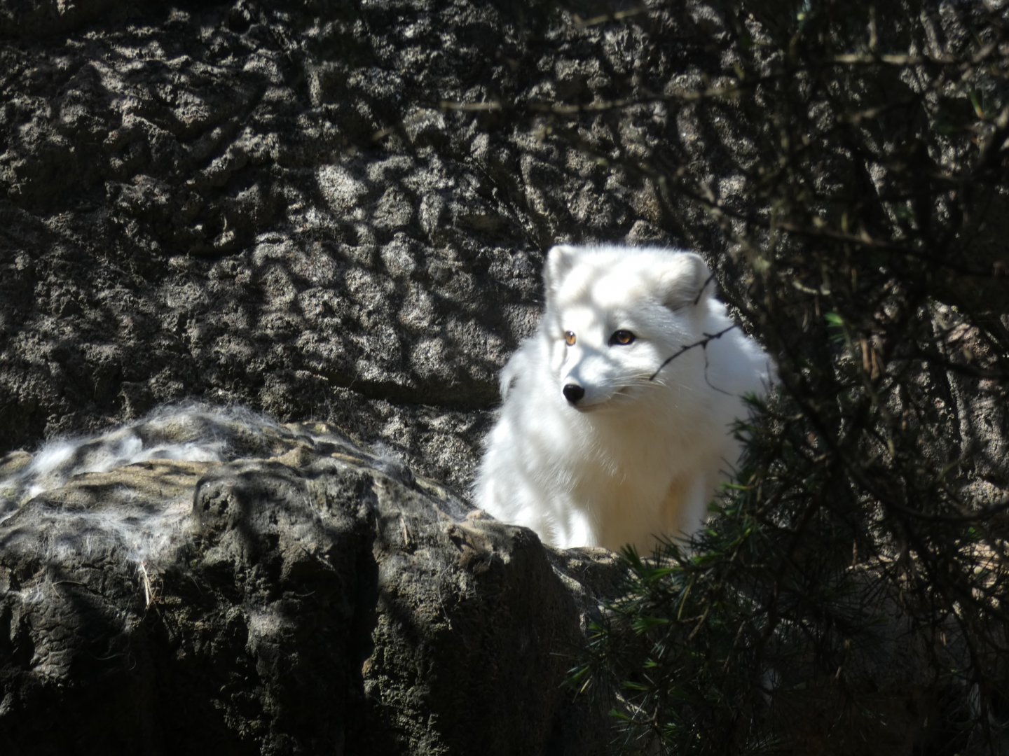 Arctic Fox at the North Carolina Zoo
