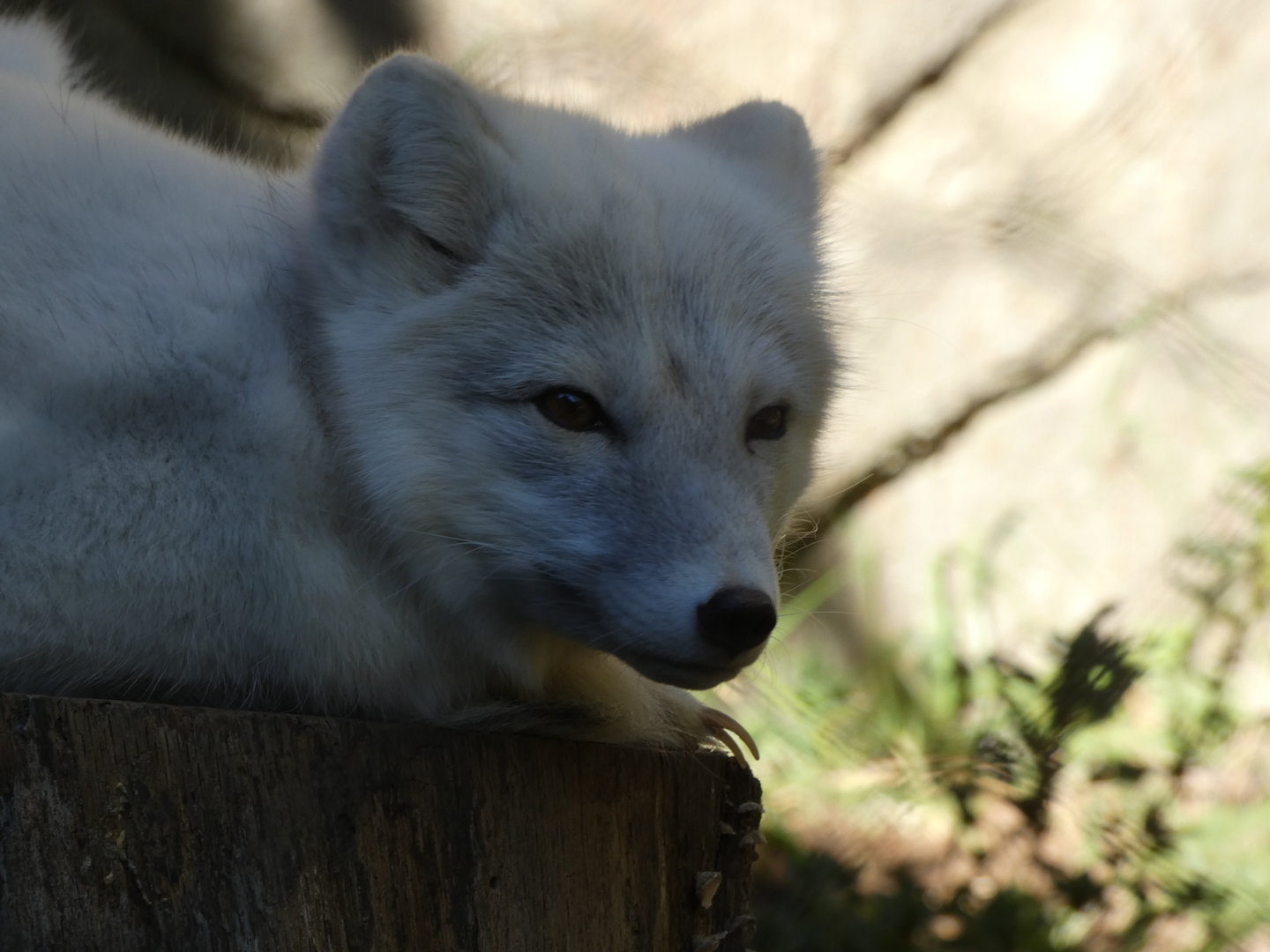 Arctic Fox at the North Carolina Zoo