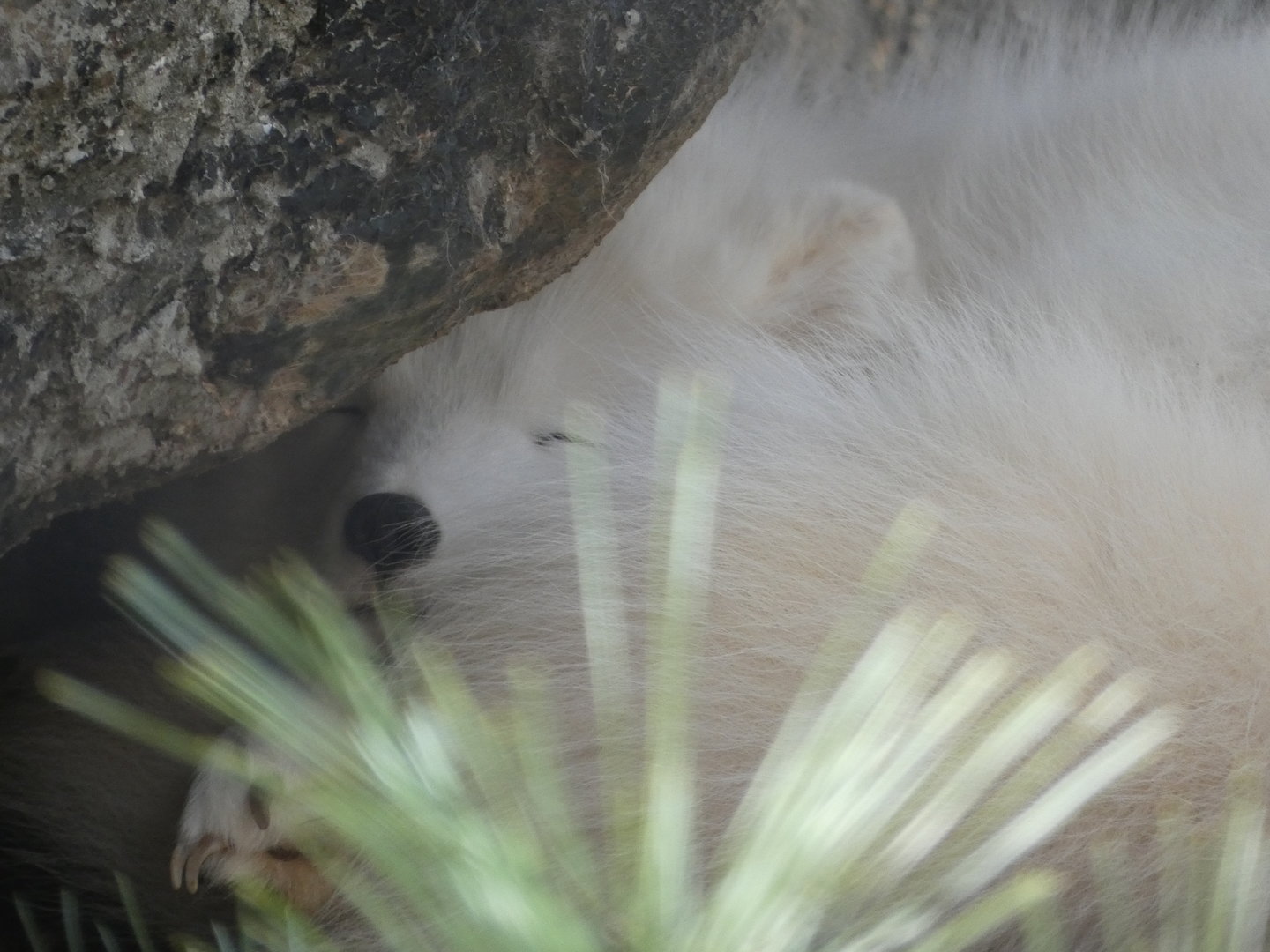 Arctic Fox at the North Carolina Zoo
