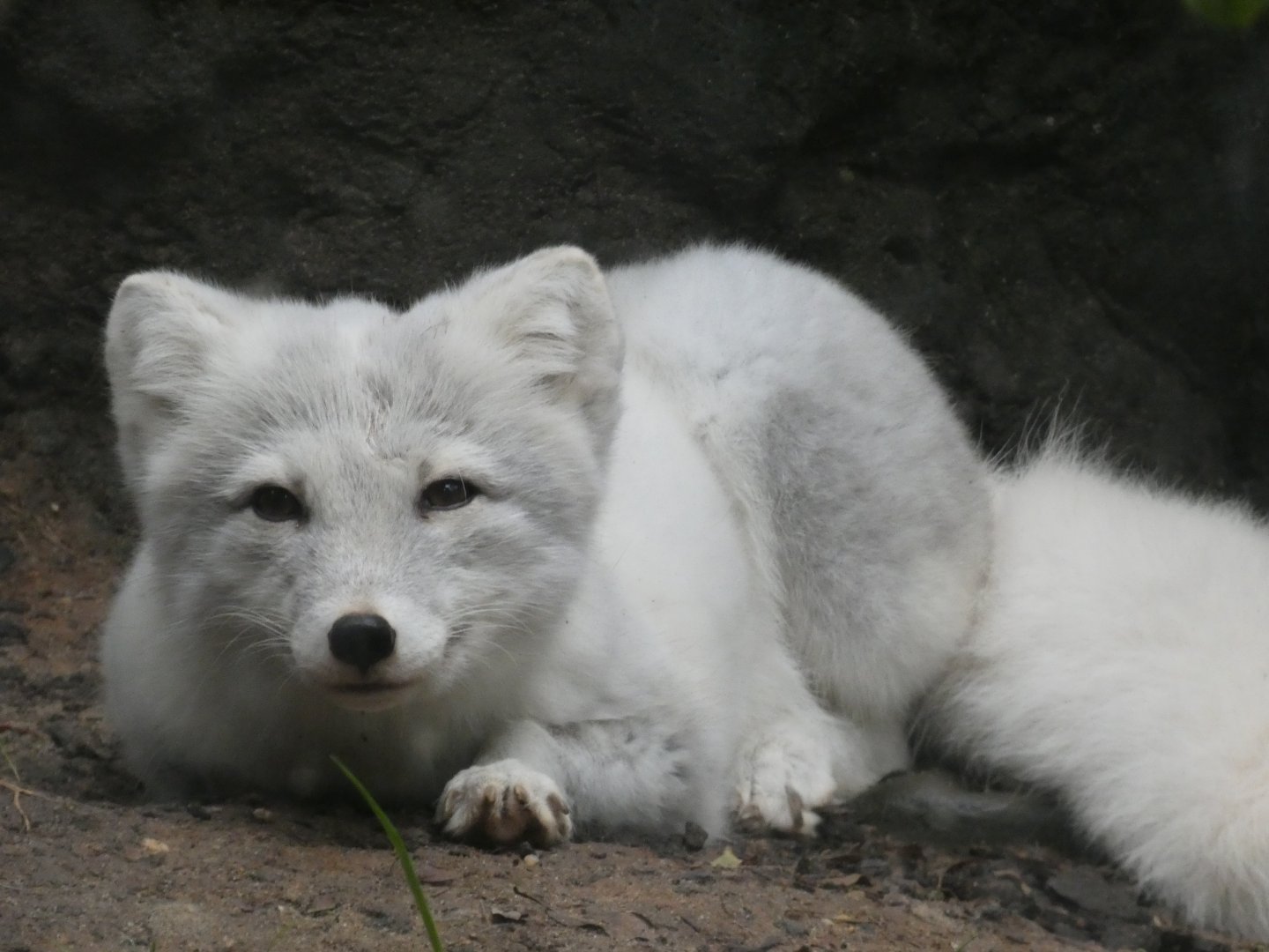 Arctic Fox at the North Carolina Zoo