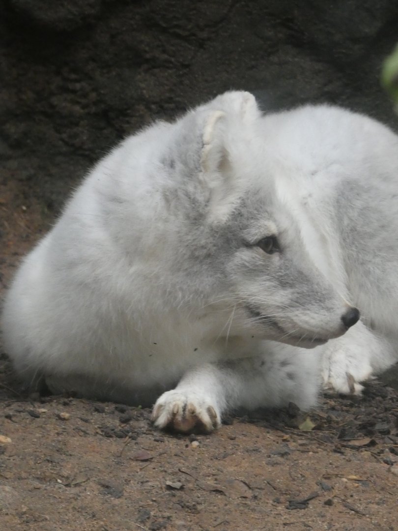 Arctic Fox at the North Carolina Zoo